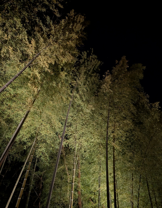 Bamboo illuminated against the night sky along a walking path near Hostel Knot, about 30 minutes from Green Dragon Refuge